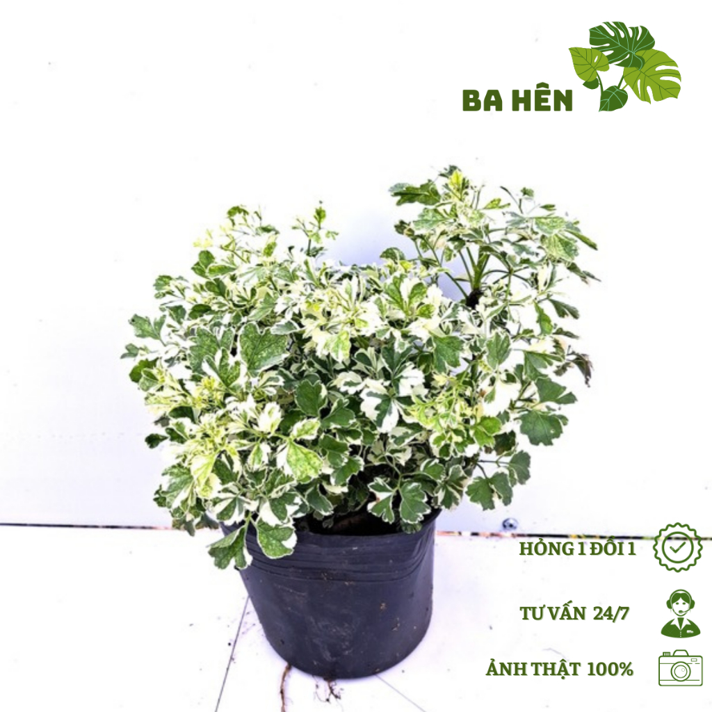 Cây Đinh Lăng Cẩm Thạch -Cây Đinh Lăng Lá Đốm - Cây Cảnh Trang Trí - Trang Trí Vườn