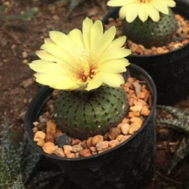 Xương rồng Chuột Thái