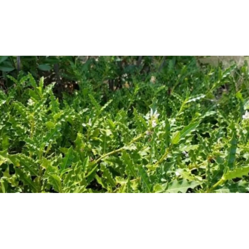 Combo 3 Kg Cây Ô Rô Tươi