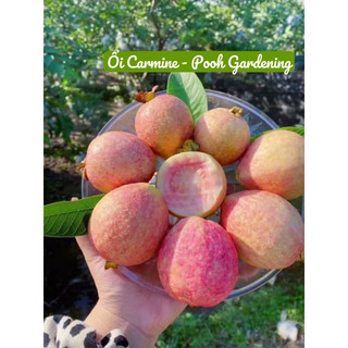 Tree Ổi Carmine | Cây ăn trái