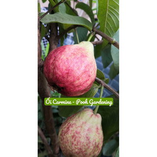 Tree Ổi Carmine | Cây ăn trái