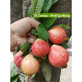 Tree Ổi Carmine | Cây ăn trái
