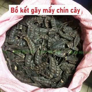 Bồ kết khô mẩy ( có ít lỗ mọt) chín cây sạch đẹp 1kg