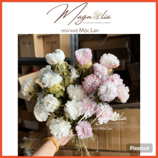 [HIẾM] Hoa Khô Cúc Bất Tử trắng, hồng pastel, vàng cam