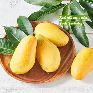 XOÀI QUÝ PHI XOÀI MẬT ONG