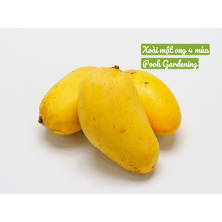 XOÀI QUÝ PHI XOÀI MẬT ONG