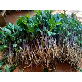 Combo 10 Cây Giống Sâm Đương Quy Sìn Hồ Lai Châu Hàng Tuyển Chọn Chất Lượng Cao Dễ Trồng