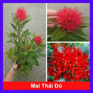 Cây Mai Thái Đỏ - chậu cây size lớn đang hoa hoặc nụ - cây trồng sân vườn màu sắc nổi bật
