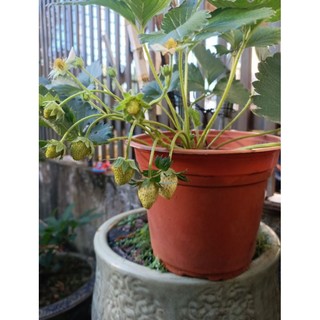 Combo 06  Cây giống dâu 🍓 MÔ LY  mích các giống