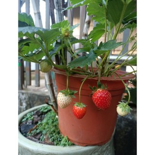 Combo 06  Cây giống dâu 🍓 MÔ LY  mích các giống