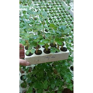 Combo 06  Cây giống dâu 🍓 MÔ LY  mích các giống