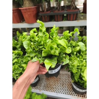 Chậu cây dương xỉ tổ phụng - dương xỉ xoắn