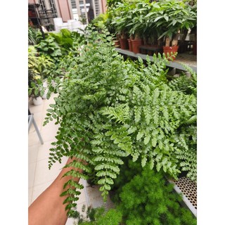 Chậu cây dương xỉ phụng tiên