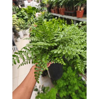 Chậu cây dương xỉ phụng tiên
