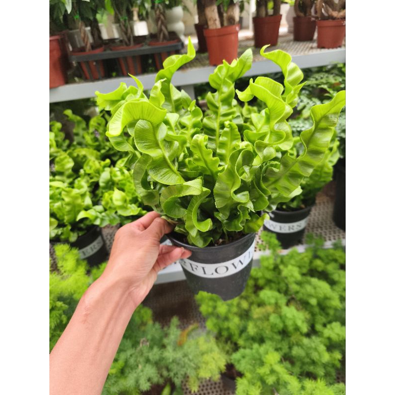 Chậu cây dương xỉ tổ phụng - dương xỉ xoắn
