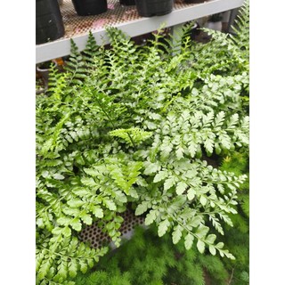 Chậu cây dương xỉ phụng tiên