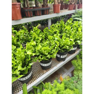 Chậu cây dương xỉ tổ phụng - dương xỉ xoắn