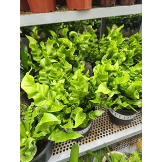 Chậu cây dương xỉ tổ phụng - dương xỉ xoắn