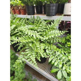 Chậu cây dương xỉ phụng tiên