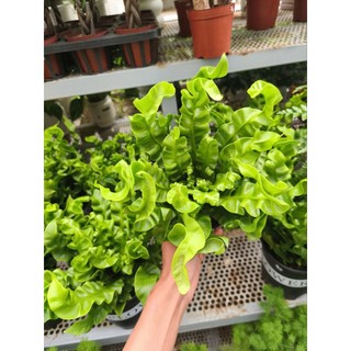 Chậu cây dương xỉ tổ phụng - dương xỉ xoắn
