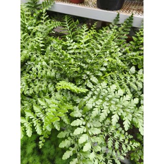 Chậu cây dương xỉ phụng tiên