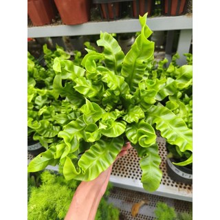 Chậu cây dương xỉ tổ phụng - dương xỉ xoắn