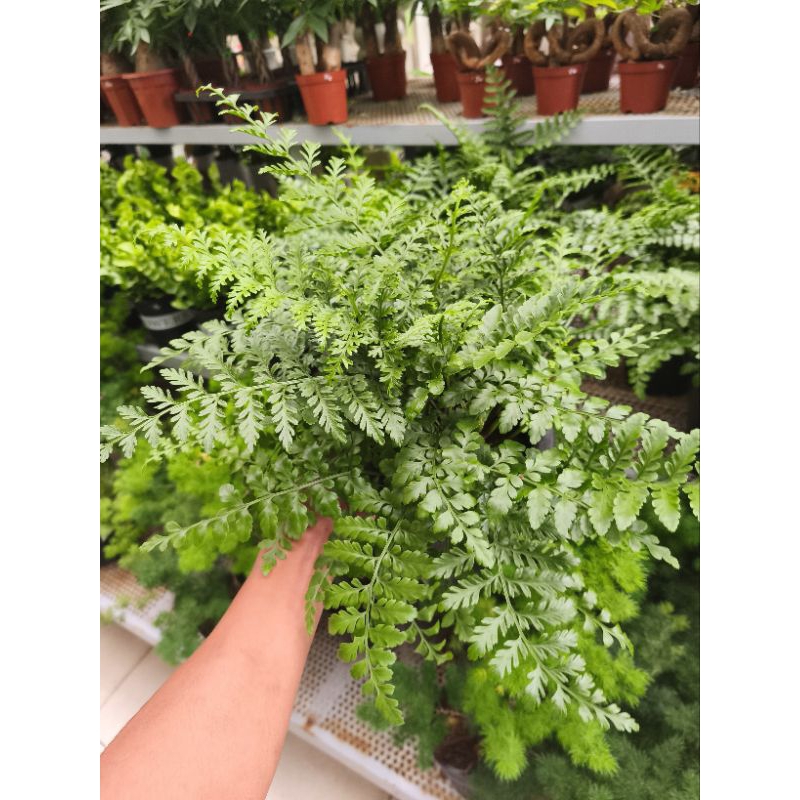 Chậu cây dương xỉ phụng tiên