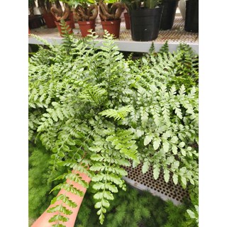 Chậu cây dương xỉ phụng tiên