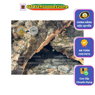 Cork Bark (Vỏ Bần) QTArthropodszone Chuyên Dụng Chính Hãng Hoa Kỳ Cho Pets: Côn Trùng (Nhện, Rết, Bọ Cạp, ...) Và Bò Sát
