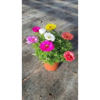 combo 10 nhánh tươi hoa mười giờ ( nhiều màu )