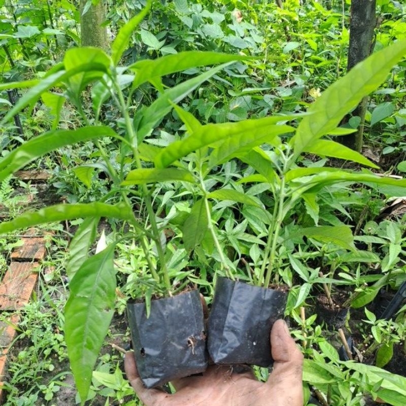 Combo 5 cây hoàn ngọc xanh