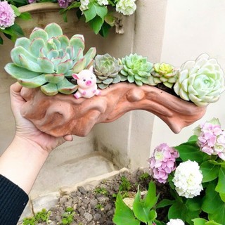 Chậu gốc cây đất nung lỗi nhẹ sale