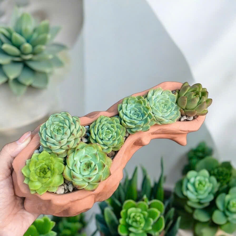 Chậu gốc cây đất nung lỗi nhẹ sale