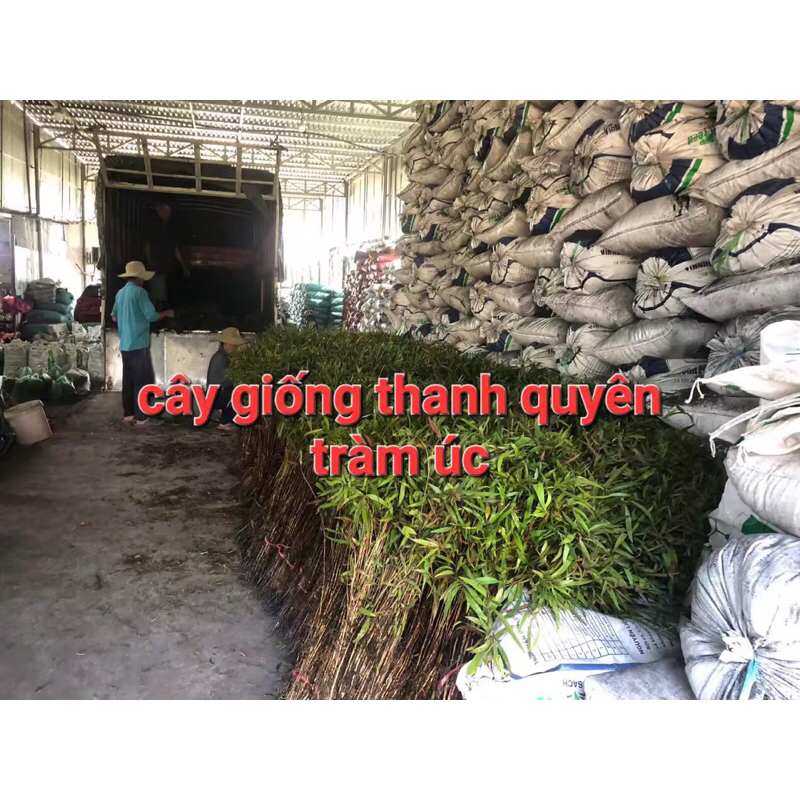 CÂY GIỐNG TRÀM ÚC, COMBO 1 BÓ (90-110 CÂY, CÂY CAO TRUNG BÌNH 90 CM đến 110 CM), CHUẨN GIỐNG 100%