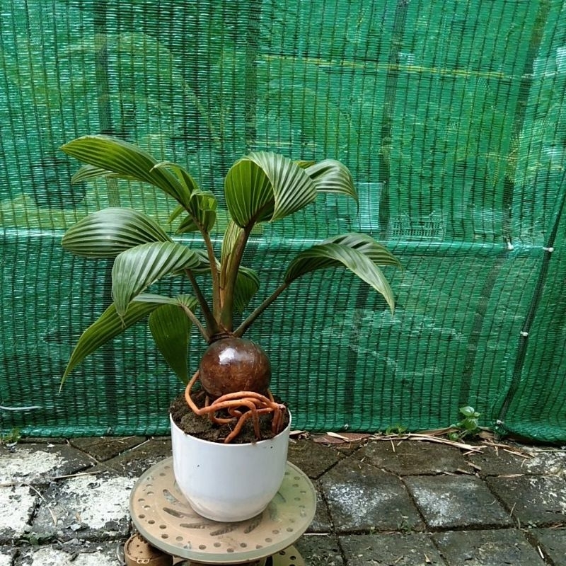 dừa bonsai