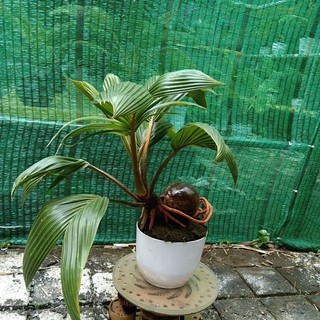 dừa bonsai