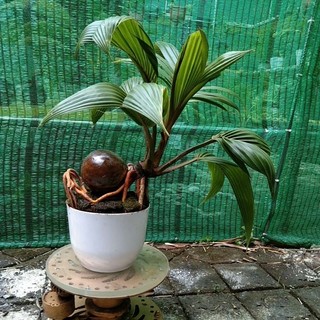dừa bonsai