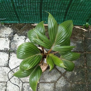 dừa bonsai
