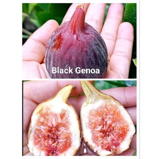 Cây sung mỹ, (cây giống), cây chiết cành, cây nguyên bản, ko phải cây ghép, quả thơm ngon