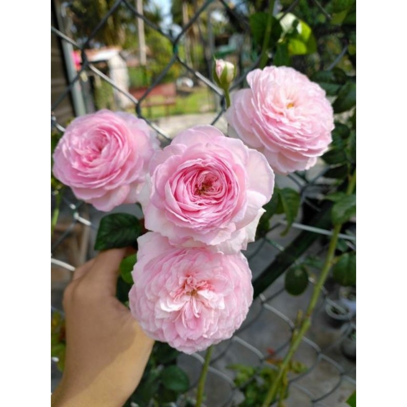 Hồng leo  Mon couer (tặng kèm phân bón)