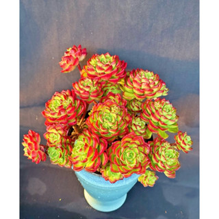 chậu sen đá MAI ĐỎ size ĐẠI (tặng kèm phân bón)