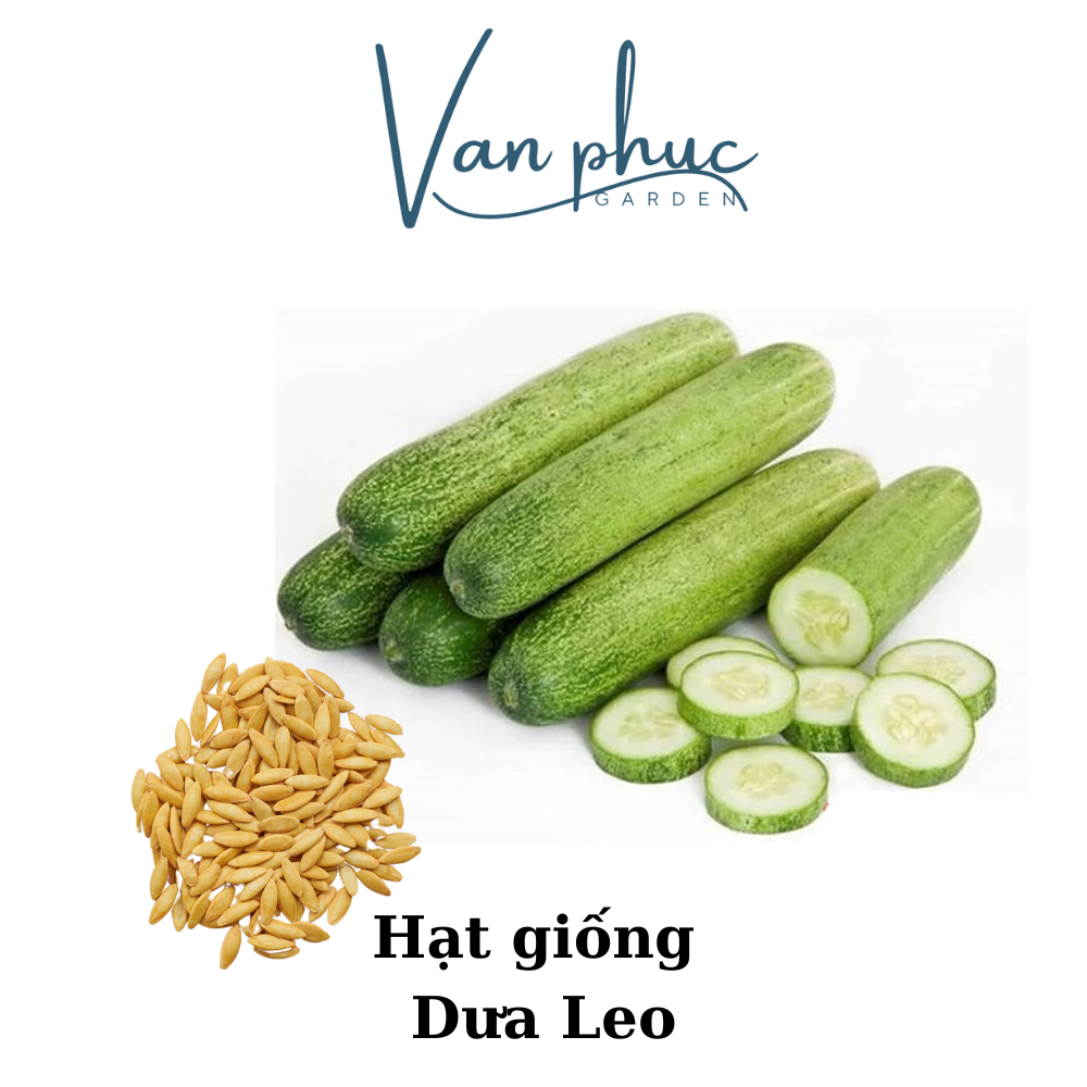 HẠT GIỐNG DƯA LEO – DỄ TRỒNG, NHIỀU TRÁI, GIÒN NGỌT
