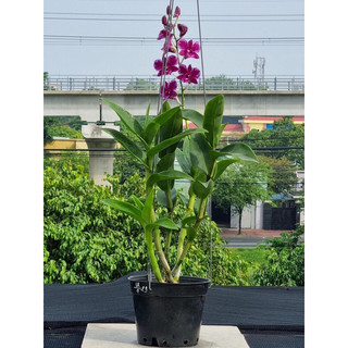 Móc treo lan - móc treo chậu (Combo 10 cái dài 70cm)