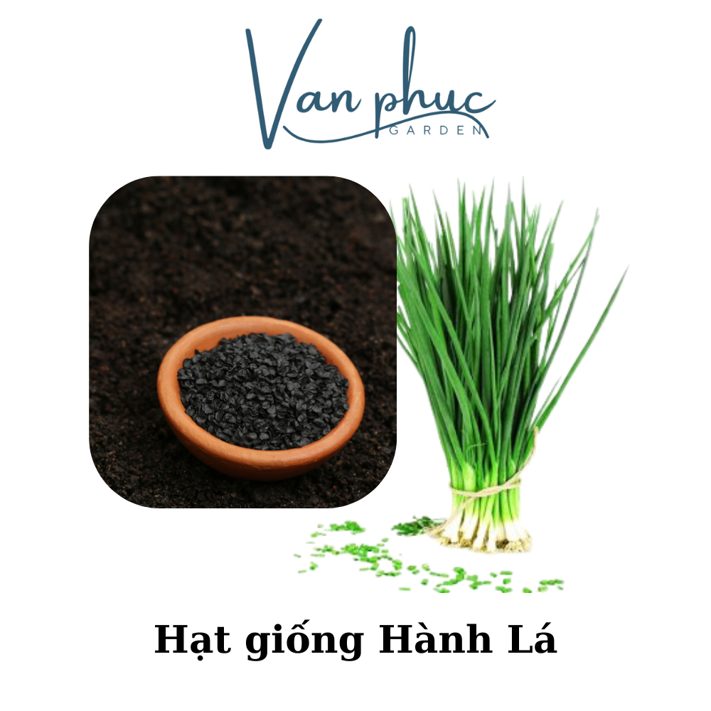 HẠT GIỐNG HÀNH LÁ – DỄ TRỒNG, NHANH THU HOẠCH, LÁ TO XANH MƯỢT