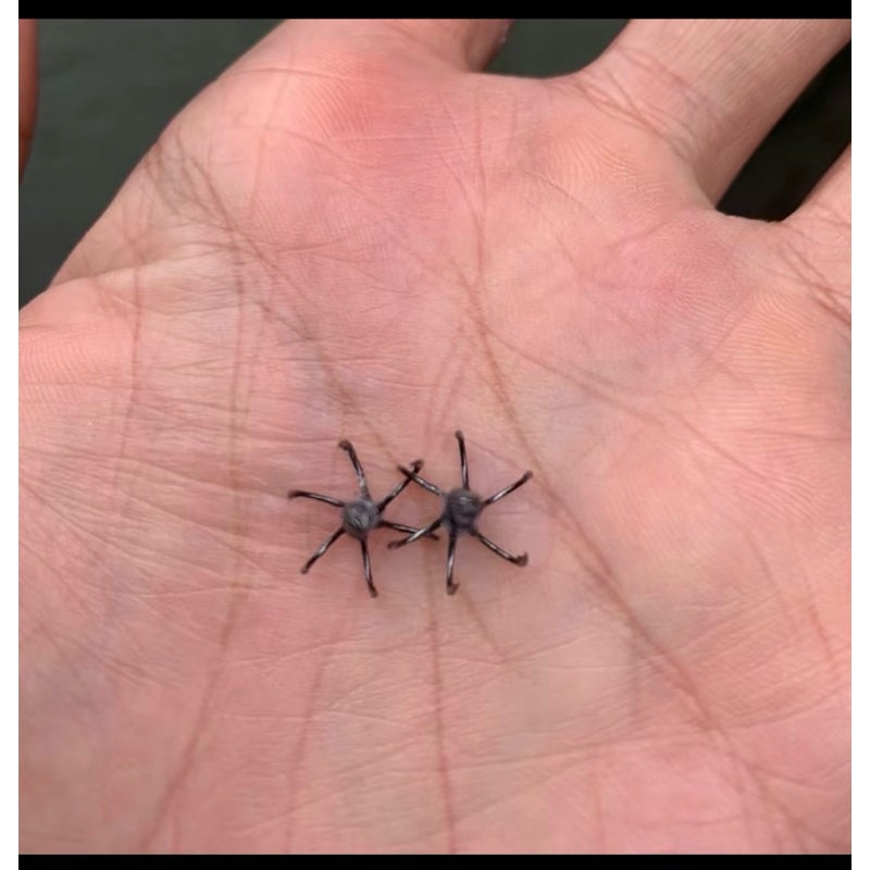 Lưỡi lục câu cá dìa, hói, nâu, Size mini 1cm cực nhạy, kháng mặn tốt
