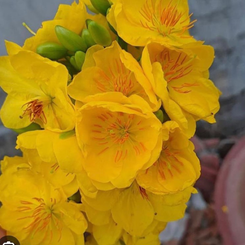 Mai ghép giảo như ý chơi tết ( cây giống ghép lấy bo , cao tầm 2gang tay ) bông 10-12 cánh bông chùm