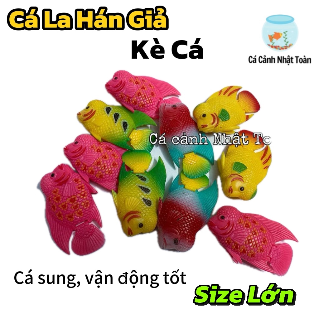 CÁ LA HÁN GIẢ LỚN LÀM CÁ KÈ CHO LA HÁN (MÀU NGẪU NHIÊN)