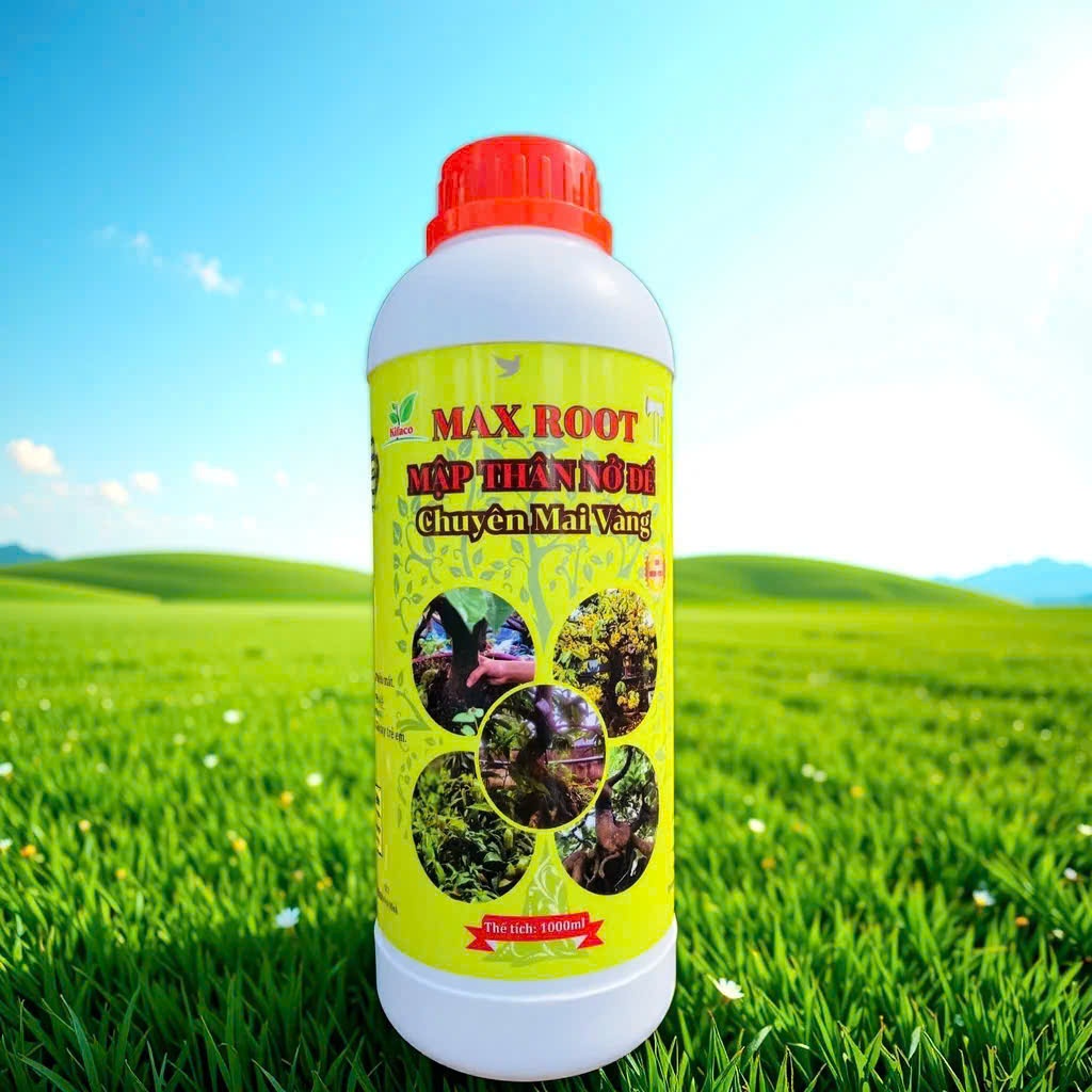 MAX ROOT – MẬP THÂN NỞ ĐẾ CHUYÊN MAI VÀNG