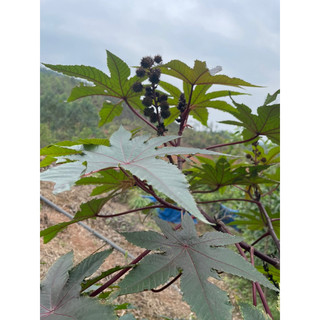 Thầu dầu tía(đu đủ tía)