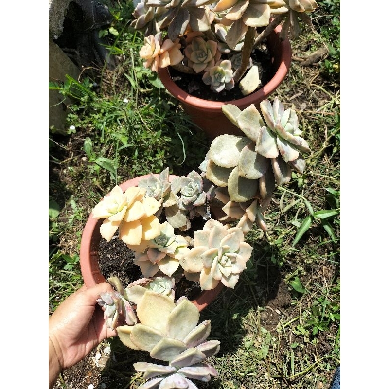 sen đá Hồng mập var